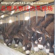 肉牛科學飼養管理技術要點解析